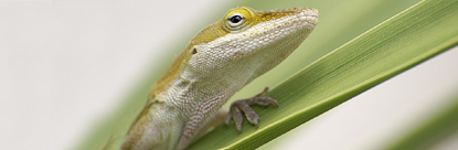 Anoleimage
