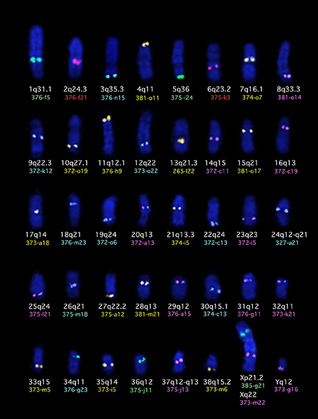 cytogenetics455x600
