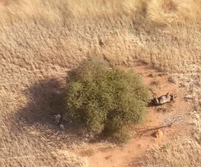 poached rhino from air