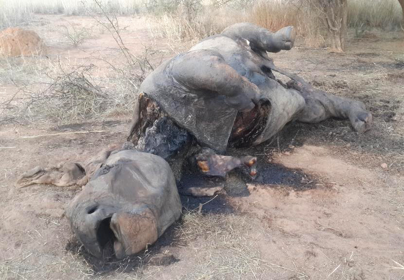 poached rhino on ground1