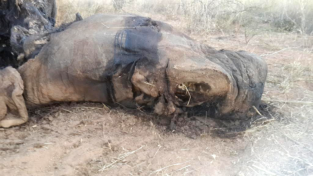 poached rhino on ground2
