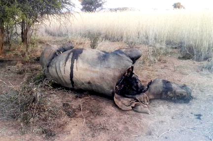 poached rhino on ground3