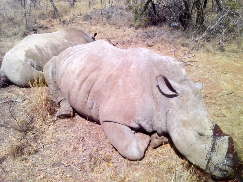 poached rhino_pair_1